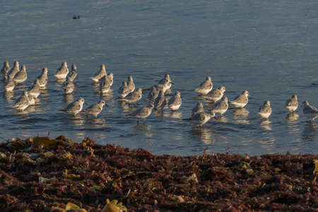 sanderlings on the seashore in december in spainの写真素材