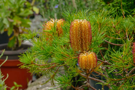 Banksia spinulosa plant hairpin banksia potted with cones outdoorsの写真素材