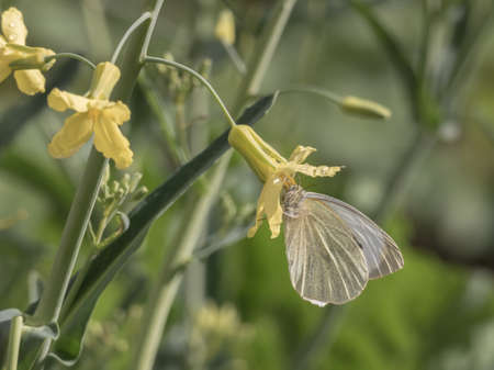 butterfly on a vegetable flower in a vegetable garden on a sunny dayの写真素材