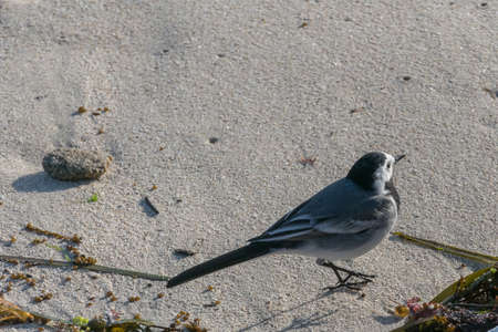 bird Motacilla alba or white wagtail walking on the beach at sunsetの写真素材