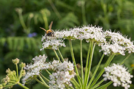 bee front view on white flowers in spring apisの写真素材