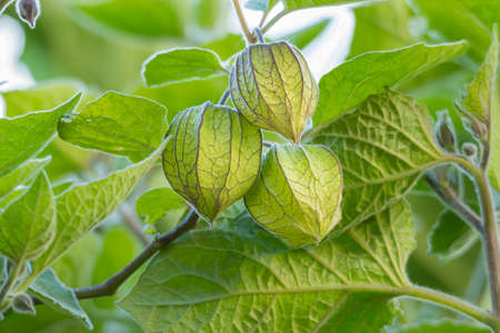 fruits of cape gooseberry the plant physalis peruviana seen close up view in the cultivated field
