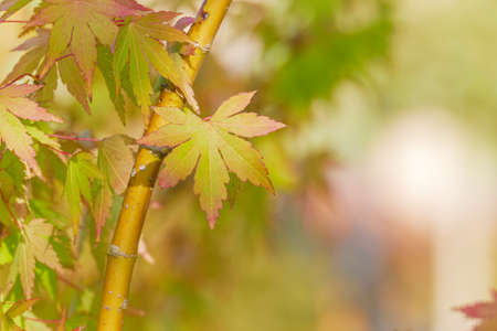 maple leaf in september at sunset on blur background