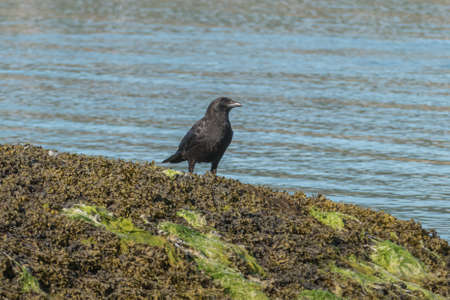 Raven seen head on in sunlight perched on seaweed covered rock outdoorsの写真素材