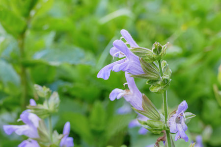 detail of sage flowers on defocused green background outdoorsの写真素材
