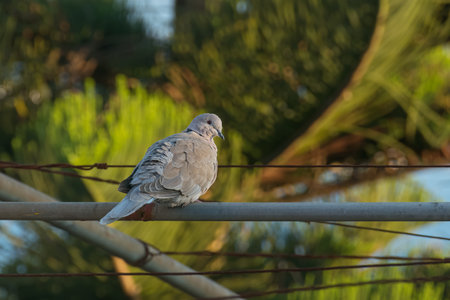 bird collared dove perched on metal tube in sunlight with palm trees out of focus backgroundの写真素材