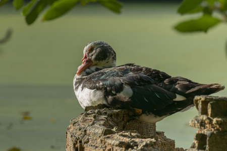 muscovy duck perched on a brick wall with the lake in the background seen up close in summerの写真素材