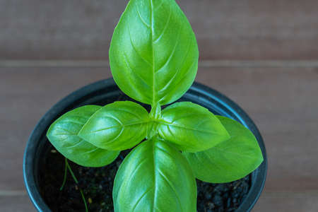 basil leaves seen in detail from above close up in daylightの写真素材