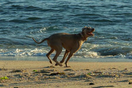 weimaraner dog running along the beach on sunny day in autumn in Spain