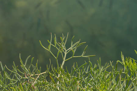 plant rock samphire with sea in the background