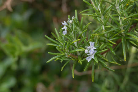 rosemary plant with flower close up seen outdoors in spring salvia rosmarinusの写真素材