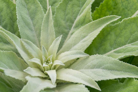 mullein plant growing outside in spring close up viewの写真素材