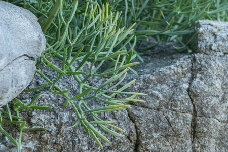 sea ââfennel plant leaves peek between rocks and wood log outdoorsの写真素材