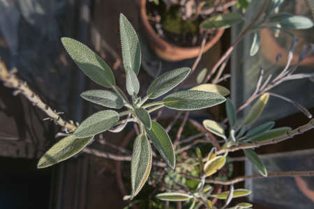 salvia or sage plant potted seen from above next to the window indoorsの写真素材