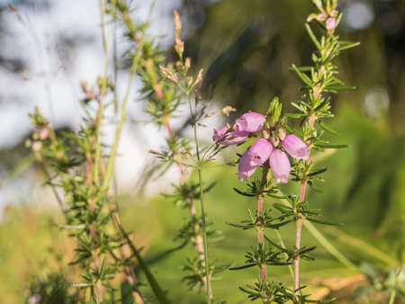 erica or heather plant with flowers bloom among the grass in spring outdoorsの写真素材