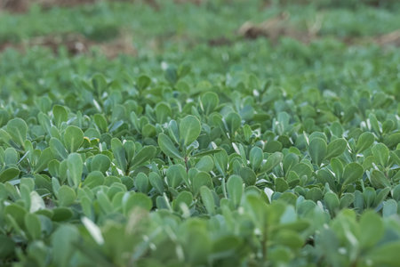 background of purslane plants with selective focus outdoors