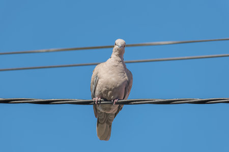 Eurasian collared pigeon on an electrical wire with blue sky in the backgroundの写真素材