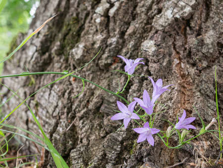 bellflower rampion flowers growing on a tree trunk in summerの写真素材