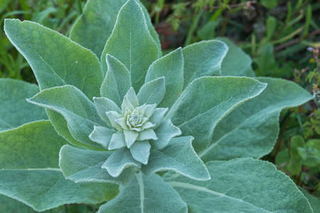 plant common mullein growing outdoors close up view