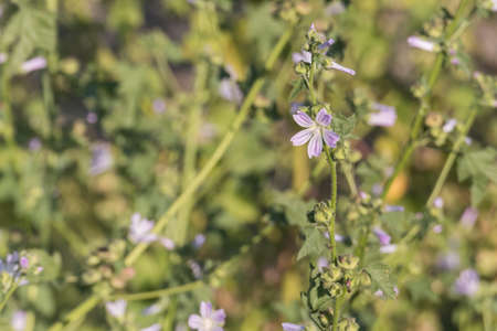 common mallow plant with flower in spring with sunlight outdoors