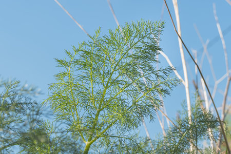 branch of fennel plant seen up close with blue sky in the background