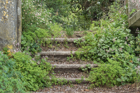stone stairs leading to a path in the woodsの写真素材