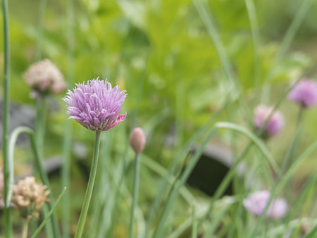 chive flower close up on plant potted in orchard outdoors