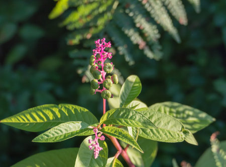 Pokeweed plant with berries close up growing with sunlight outdoorsの写真素材