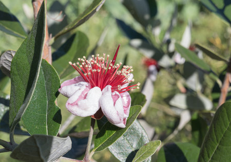Detailed closeup of a feijoa flower with vibrant red stamens and white petals illuminated by outdoor sunlightの写真素材