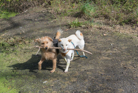 Two dogs, a cream-colored dog and a brown terrier, playfully sharing a large stick outdoors on a...