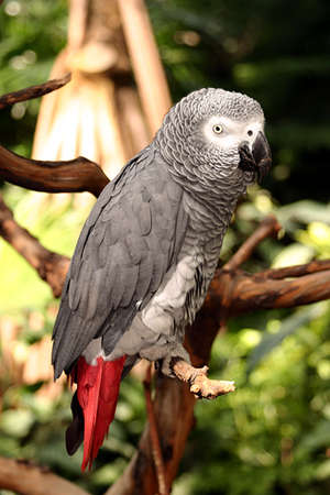 Grey parrotの写真素材