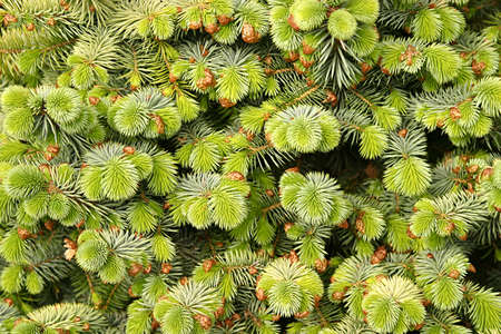 Pine tree