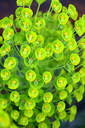 Flowerの写真素材