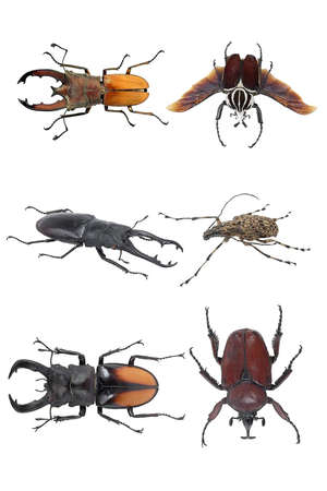 Insects-beetlesの写真素材