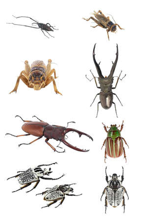 Insects-beetlesの写真素材