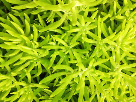 Grass background の素材