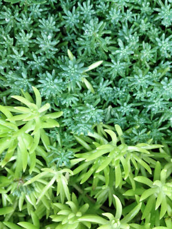 Green grassの素材