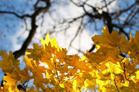 Autumn leafsの素材