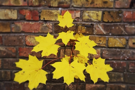 Maple yellow leafsの素材