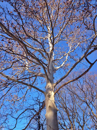 Autumn plane treeの素材
