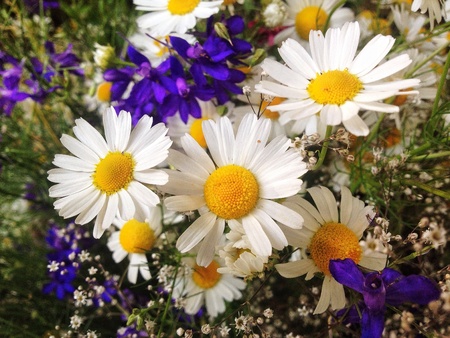 Daisy nose の素材