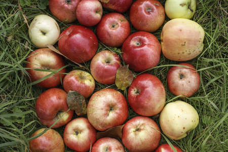 Red apples on the grass