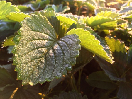 Strawberry green leaf close upの素材