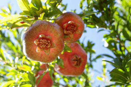 Red pomegranate on the tree branchの写真素材