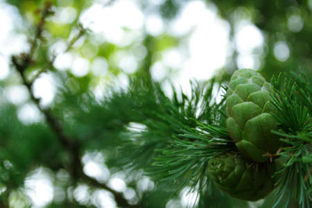 Larch (Larix) cone in sunlightの写真素材