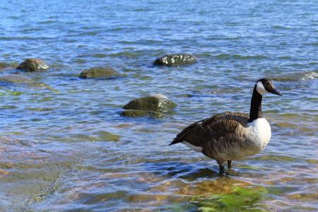 Gooseの写真素材