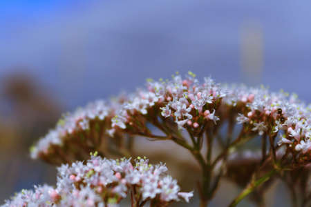Summer snow (white flower)の写真素材