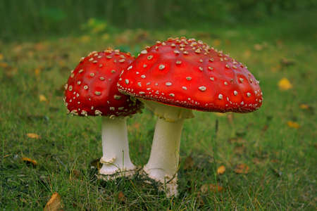 Close up photo of Fly Agaric twin (Death cap) standing on grass field.の写真素材