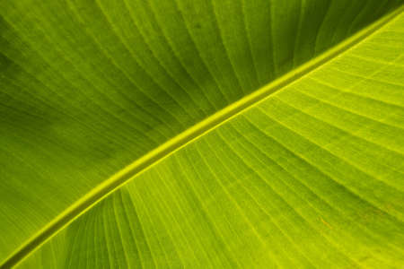 Banana leave