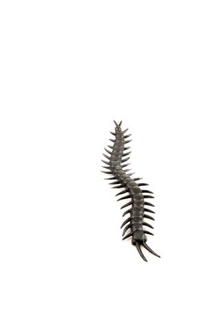 Plastic Scolopendra gigantina isolated on a white backgroundの写真素材